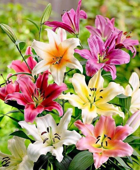 Oriental lily Imported Flower Bulbs Mixed thumbnail 5